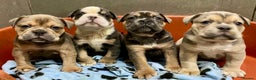 Olde English Bulldogge dogs for sale: Stunning Olde English Bulldog puppies - Advert 1