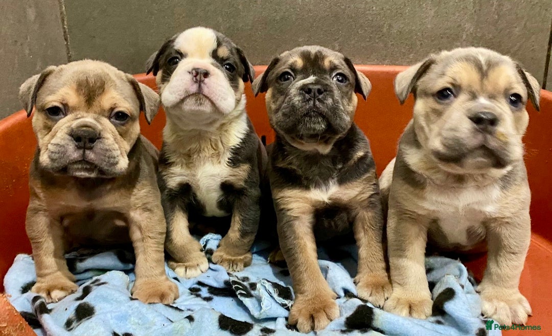 Olde English Bulldogge dogs for sale: Stunning Olde English Bulldog puppies - Advert 1