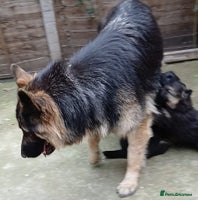 German Shepherd dogs - Advert 14