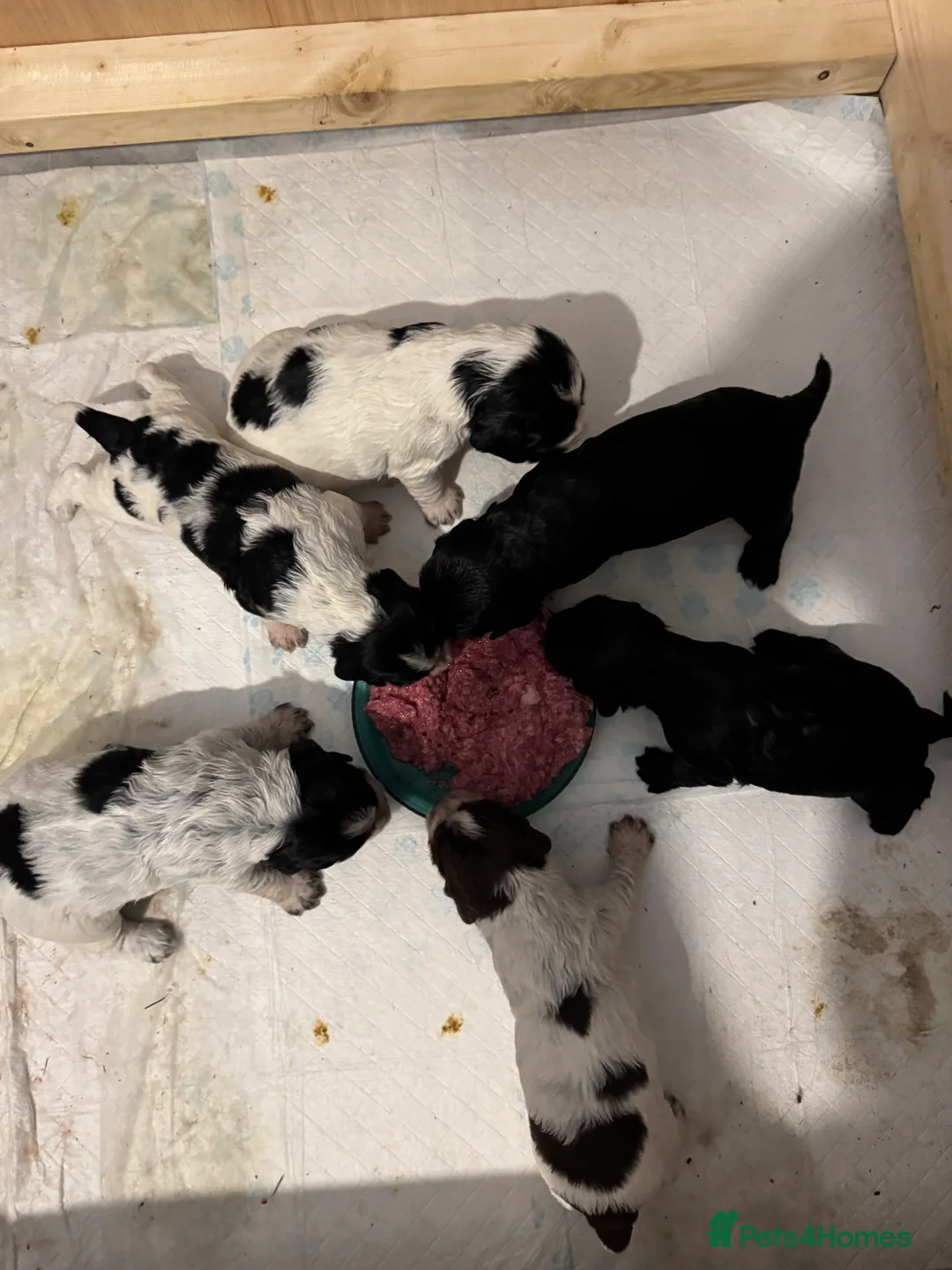 Cocker Spaniel dogs for sale: 6 cocker spaniel puppies  in Alfreton - Advert 9