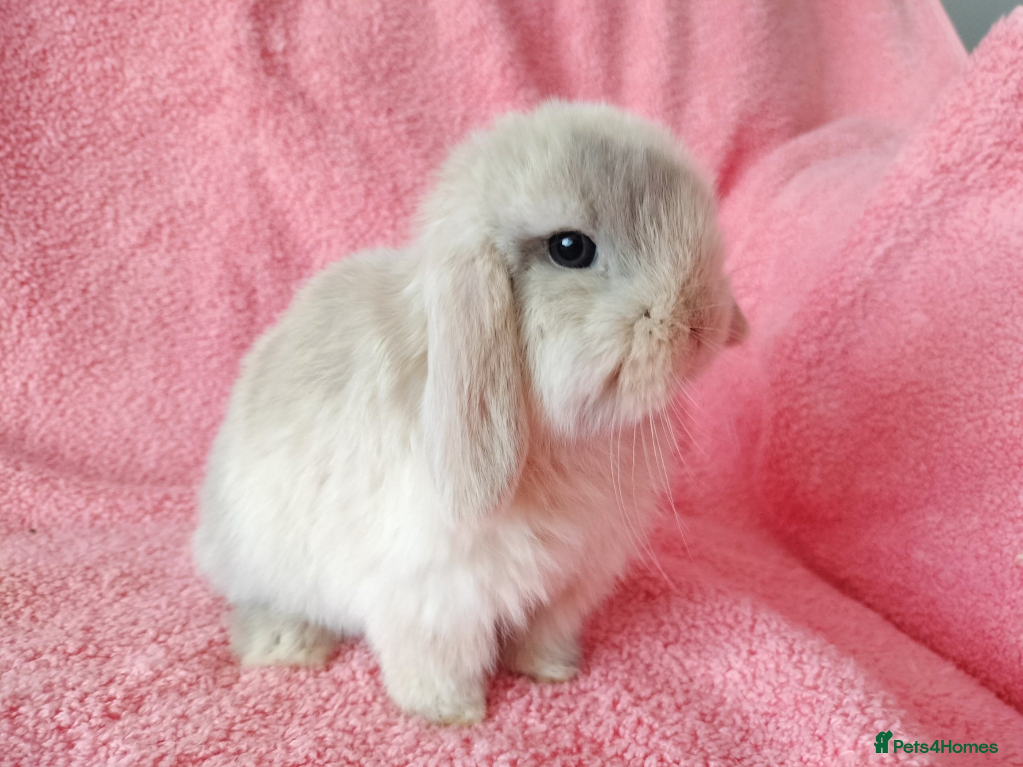 Rex rabbits Baby mini lop  for sale  - Advert 20