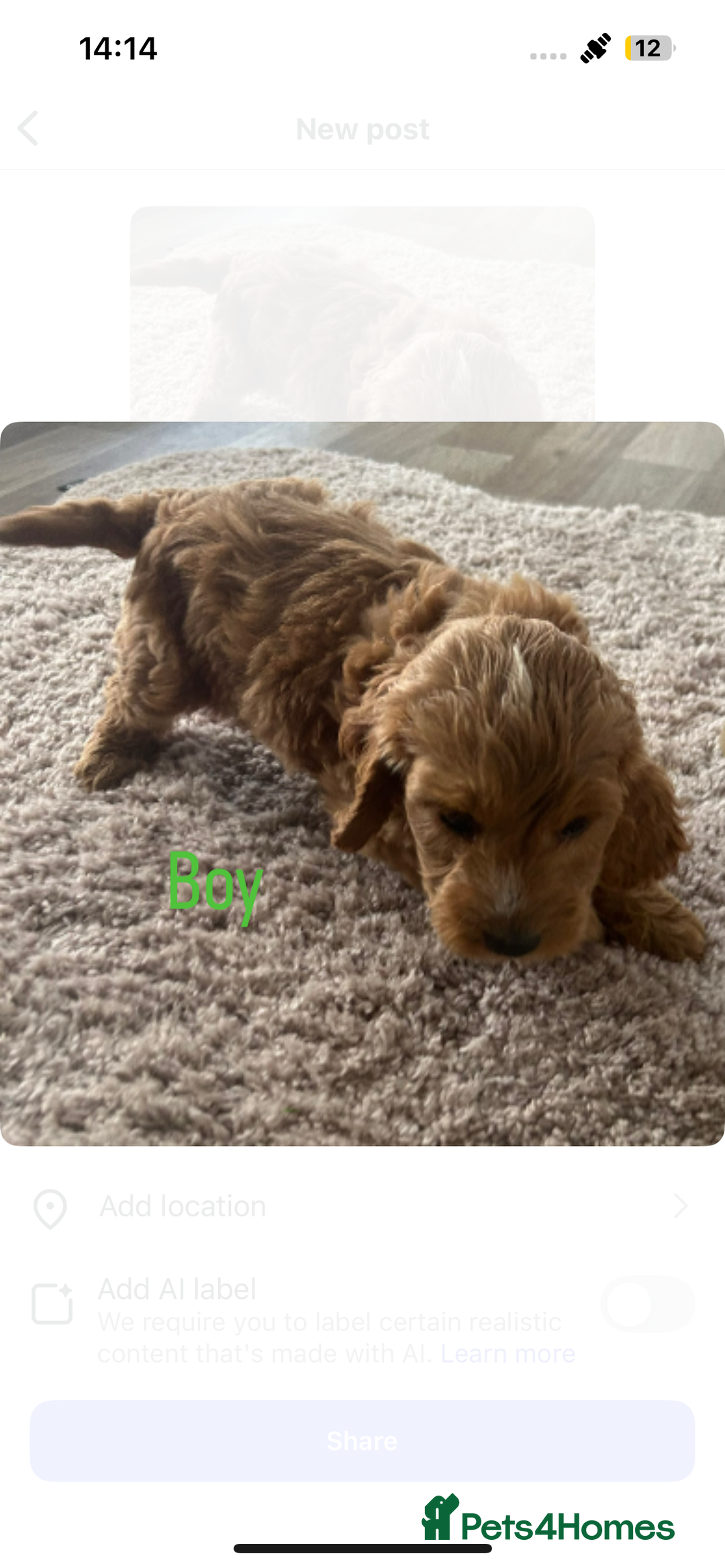 Cockapoo dogs for sale: Adorable cockerpoo puppies - Image 2