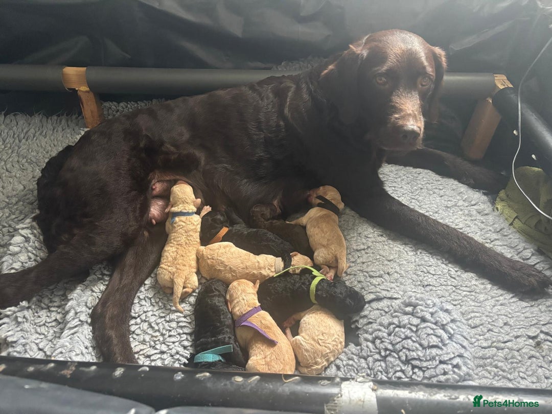 Labradoodle dogs for sale: 🐶 Adorable Labradoodle Puppies for Sale! 🐶 - Image 13