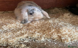 Mini Lop rabbits for sale: Beautiful mini lops - Image 6