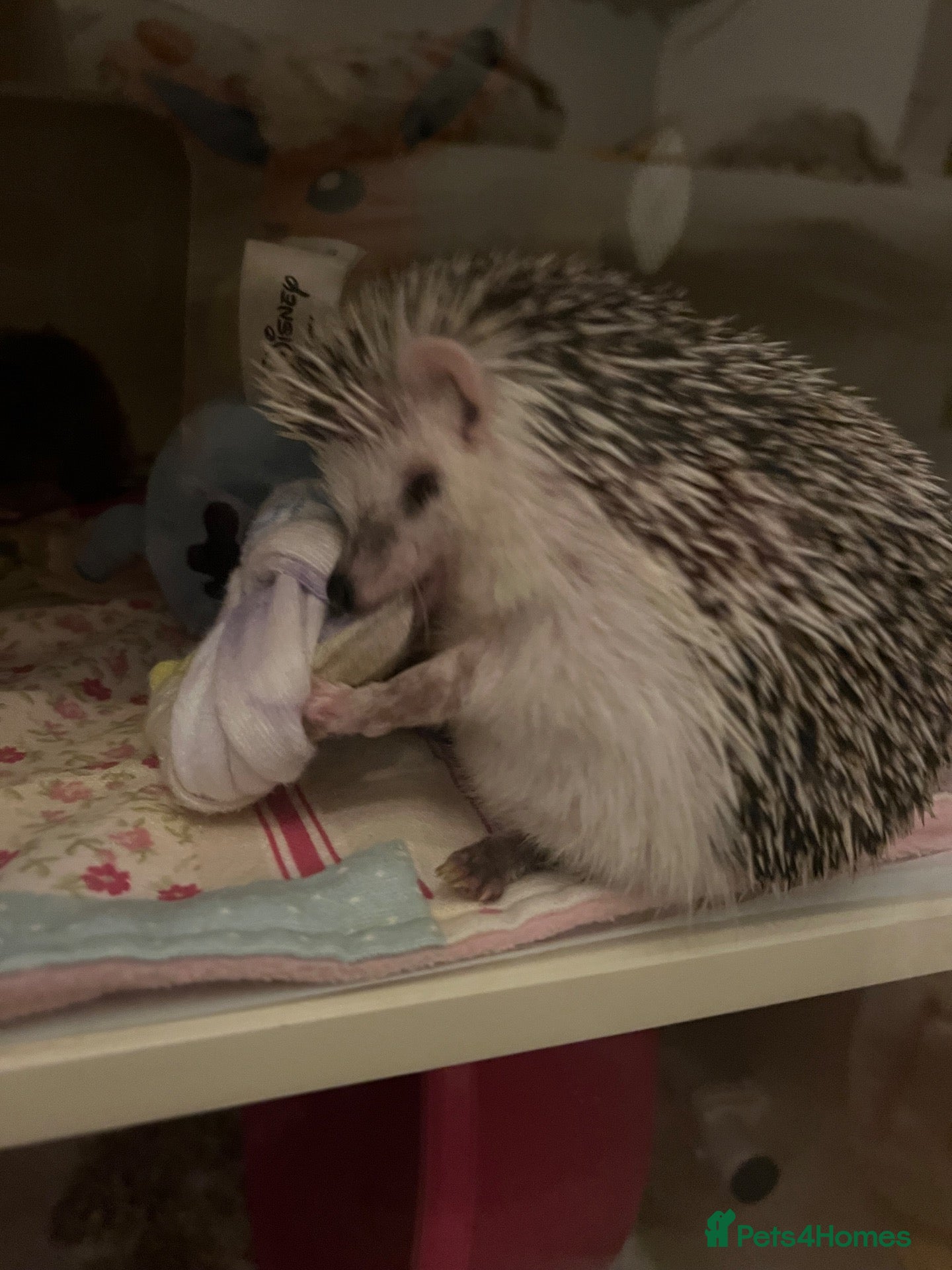Pygmy Hedgehog rodents Hand tame pigmy hedgehog  - Advert 7