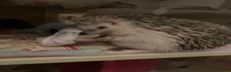 Pygmy Hedgehog rodents for sale: Hand tame pigmy hedgehog  - Advert 1