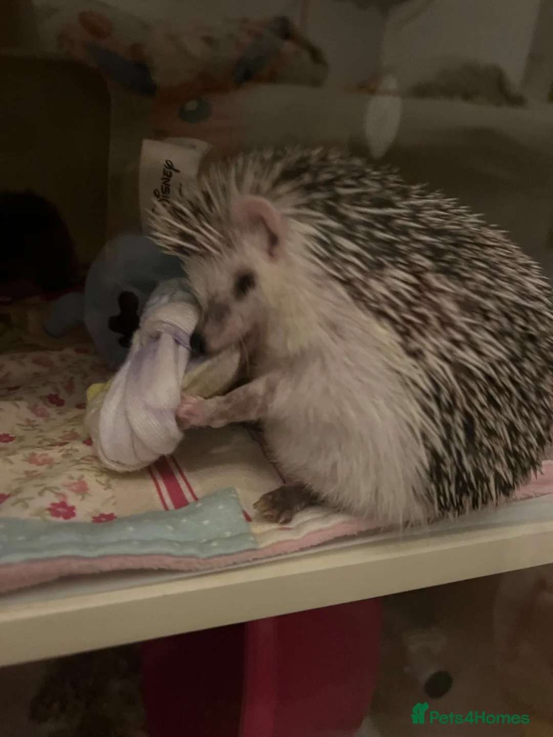 Pygmy Hedgehog rodents for sale: Hand tame pigmy hedgehog  - Advert 1