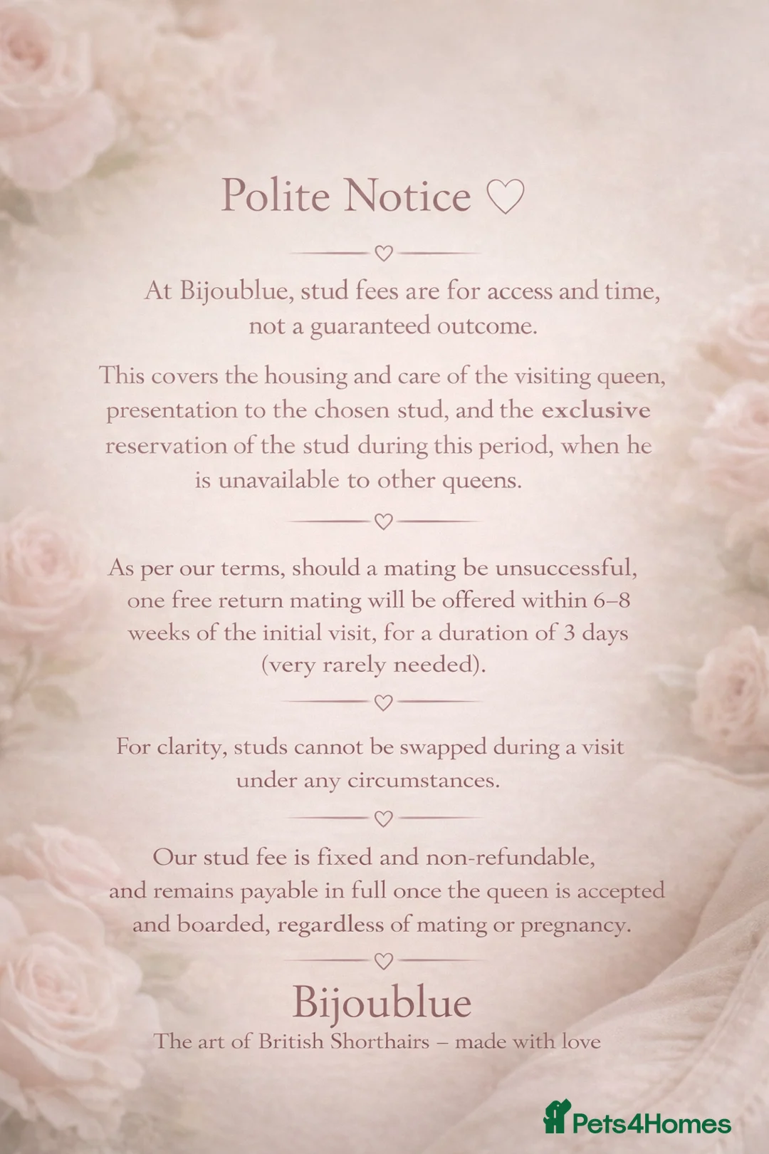 British Shorthair cats for stud: Exclusive Import • World-Class Type - Advert 19