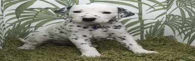 Miss Purple