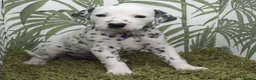 Dalmatian dogs for sale: KC Show Quality Rare LUA Dalmatian Puppies - Advert 9