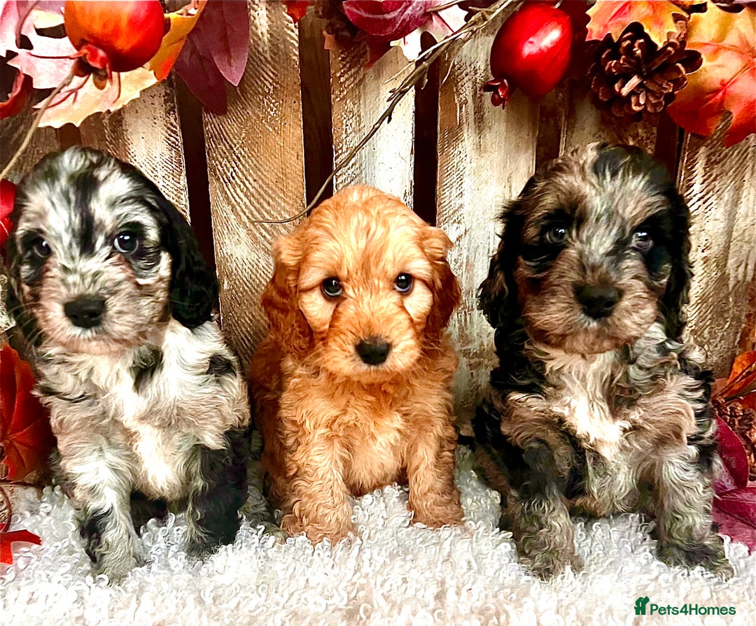 Cockapoo dogs for sale: Quality Cockapoo Puppies Blue Merle / Golden  - Advert 8