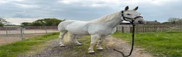 Connemara horses for sale: real life Unicorn. Every mothers dream pony. - Advert 2
