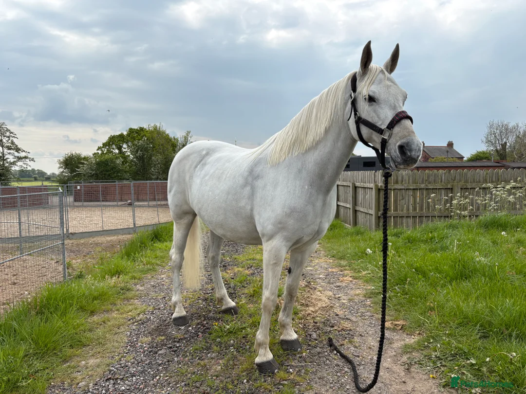 Connemara horses for sale: real life Unicorn. Every mothers dream pony. - Advert 2