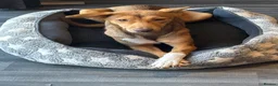 Mixed Breed dogs for sale: Mixed pharaoh hound  in Prescot - Advert 2