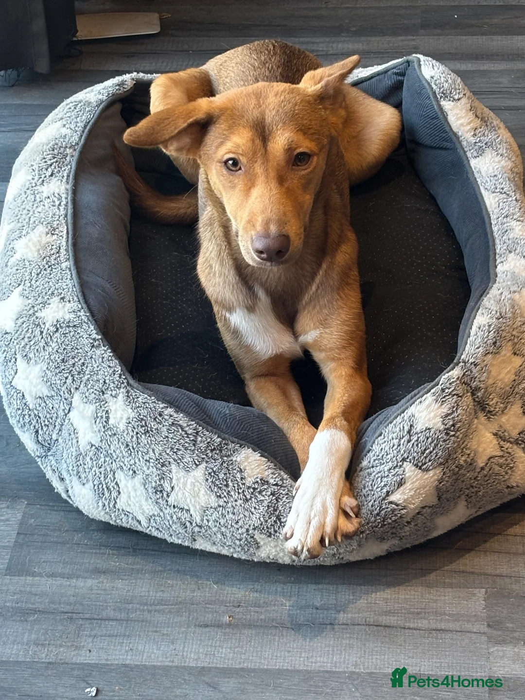 Mixed Breed dogs for sale: Mixed pharaoh hound  in Prescot - Advert 2
