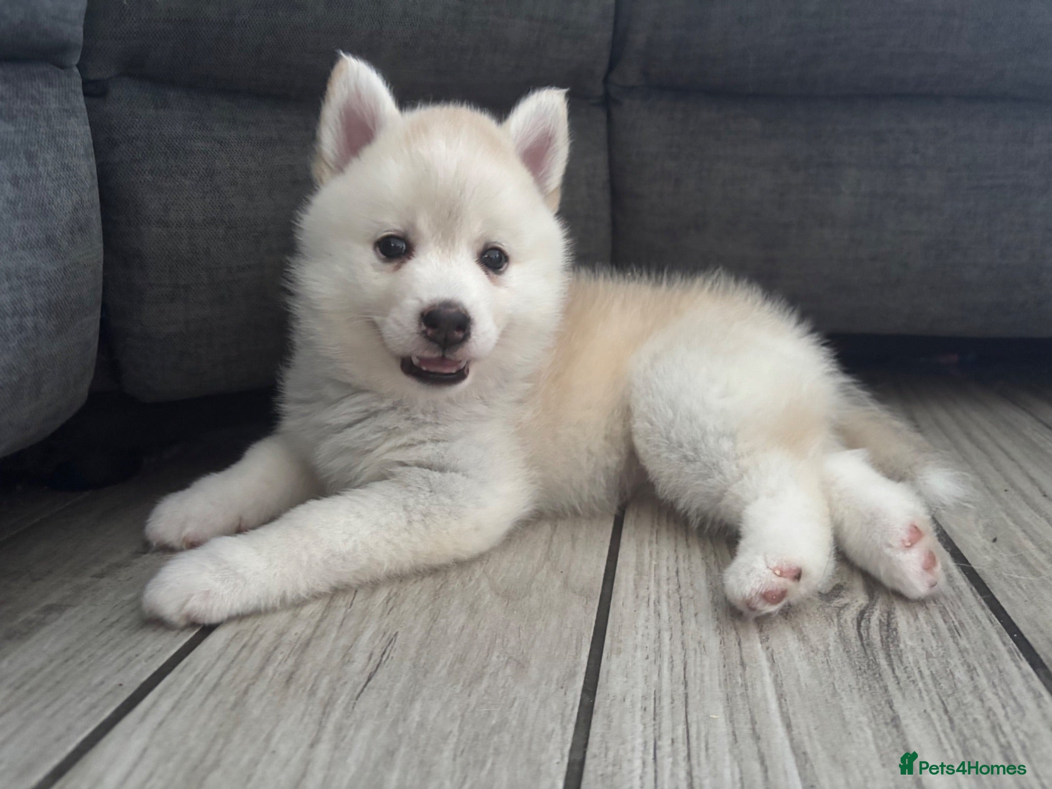Pomsky dogs Last 2 now reduced 🩷  F3 real pomsky puppies  - Advert 4