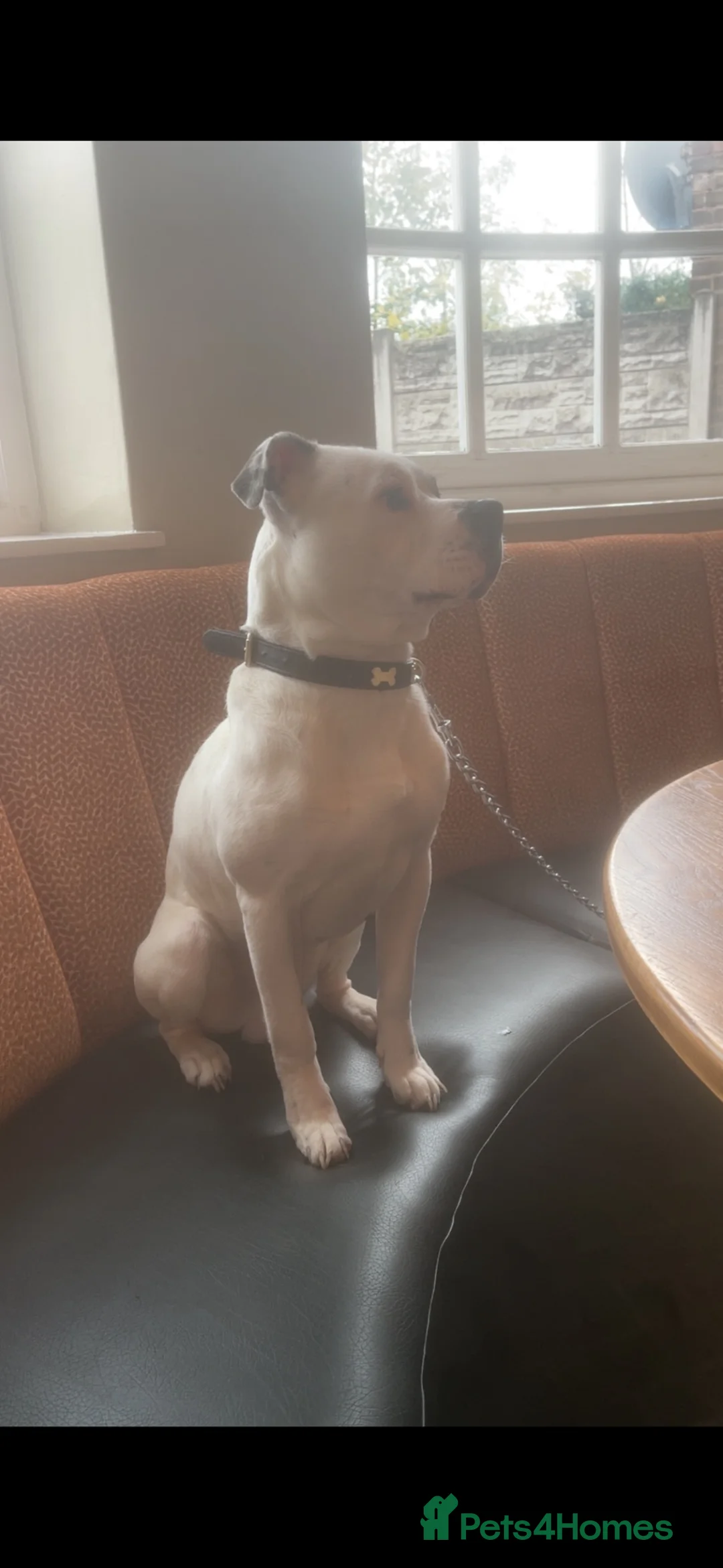 Mixed Breed dogs for sale: 18 month old Staffy x American bulldog  in Mansfield - Advert 2