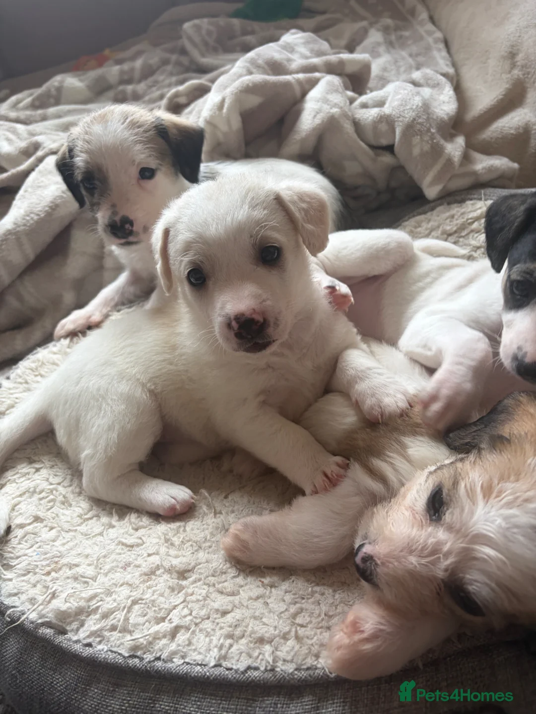 Mixed Breed dogs for sale: 5 mixed breed puppies. Brown pup is reserved. - Advert 2
