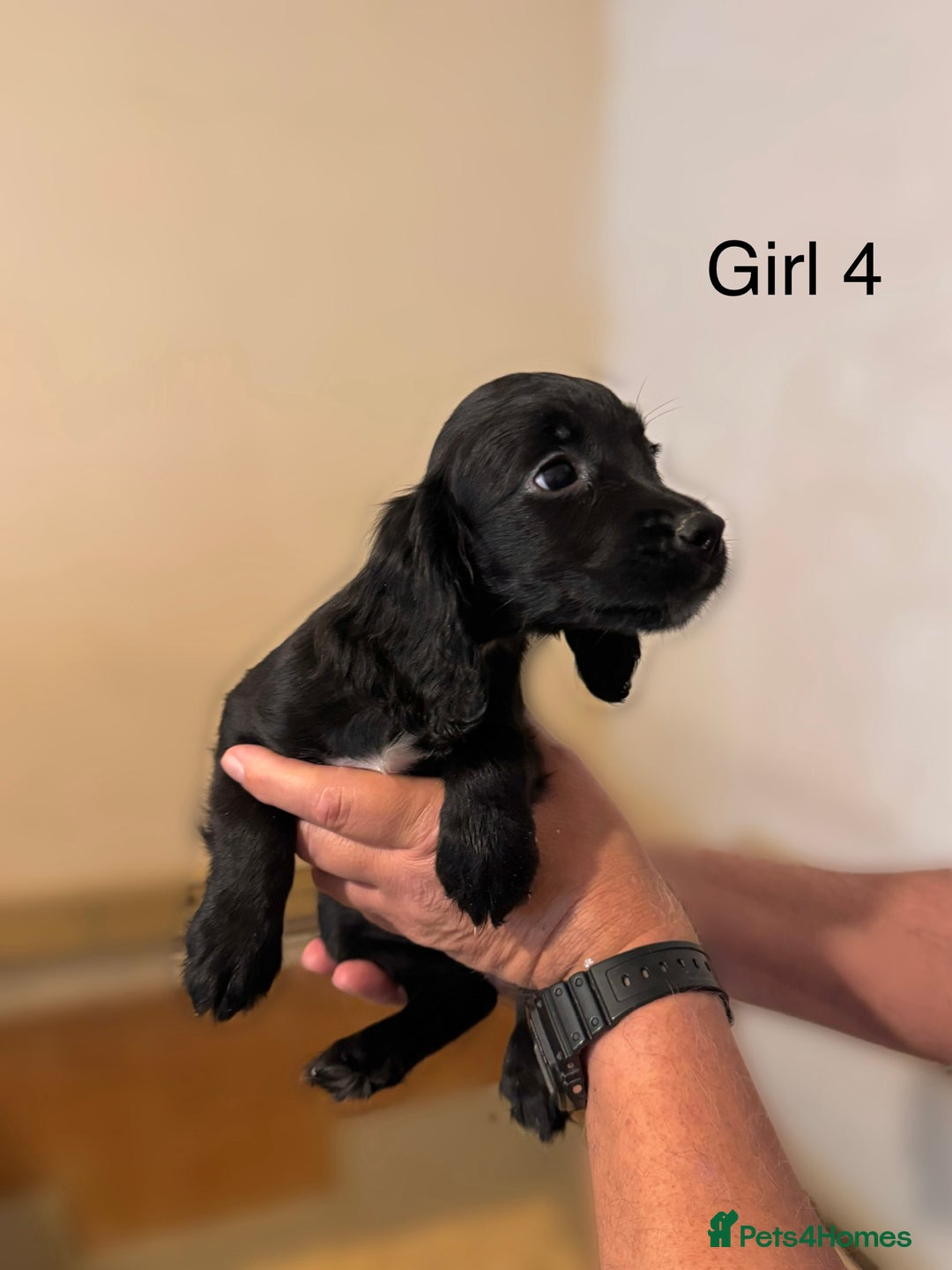 Cocker Spaniel dogs for sale: Beautiful cocker spaniel puppies ready now - Advert 9