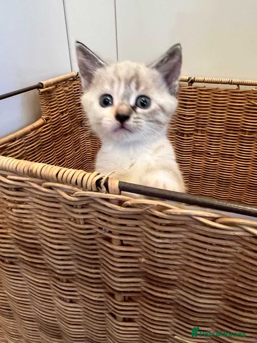Mixed Breed cats for sale: Stunning cream tabby girl & 2 tabby boy kittens - Image 2