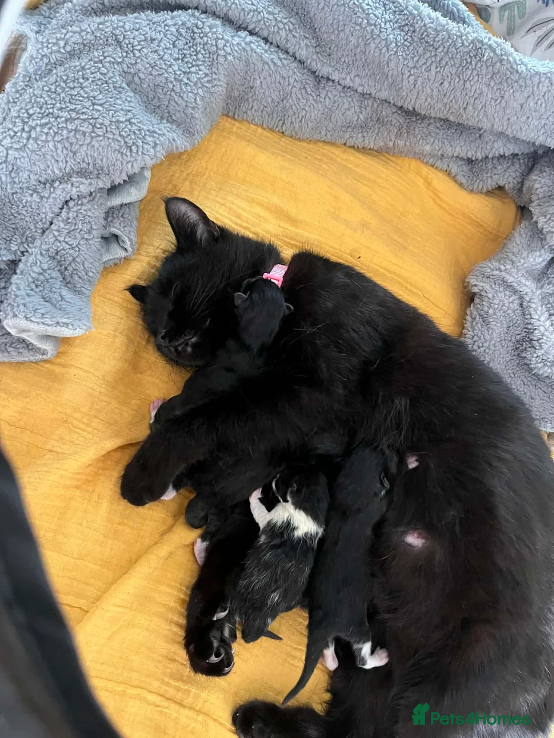 Domestic Shorthair cats for sale: Kittens for sale in Sheerness - Advert 2