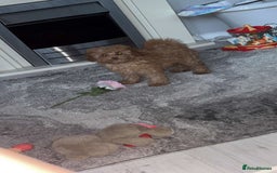 Poodle dogs for sale: Poodle puppies  - Image 16