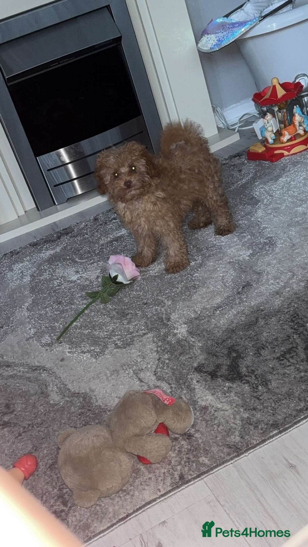 Poodle dogs for sale: Poodle puppies  - Image 16