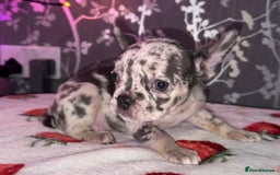 French Bulldog dogs for sale: French bulldog puppy’s - Image 8