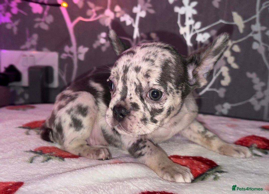 French Bulldog dogs for sale: French bulldog puppy’s - Image 8