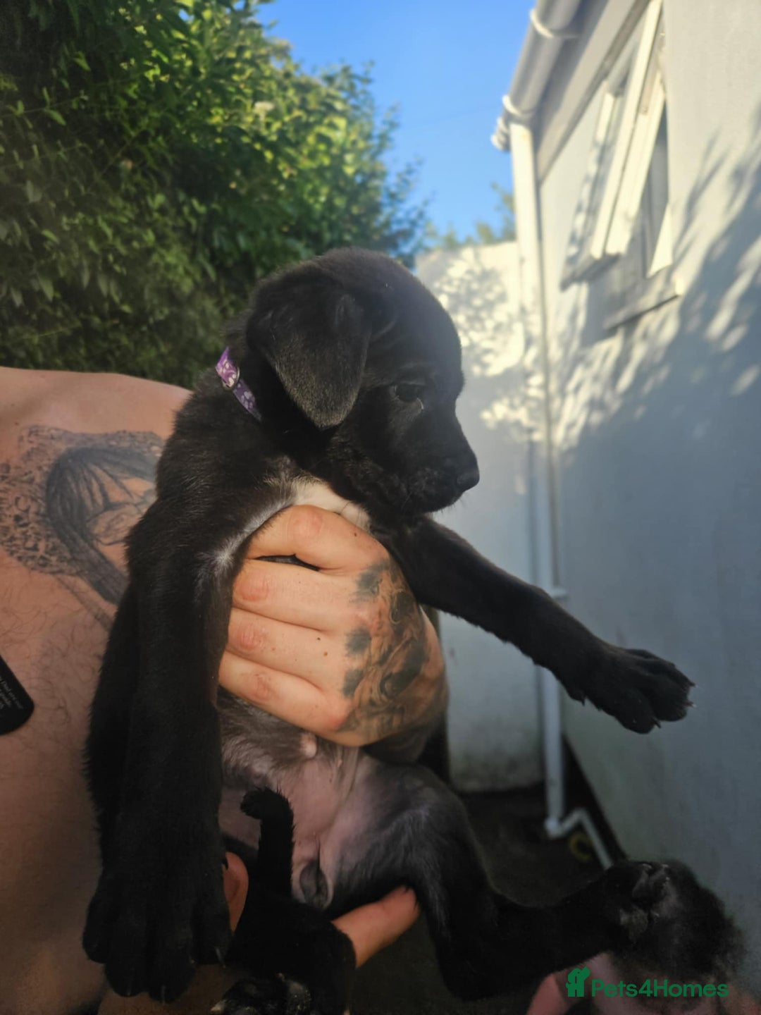 Mixed Breed dogs for sale: Light Green - Puppies for sale  - Image 18