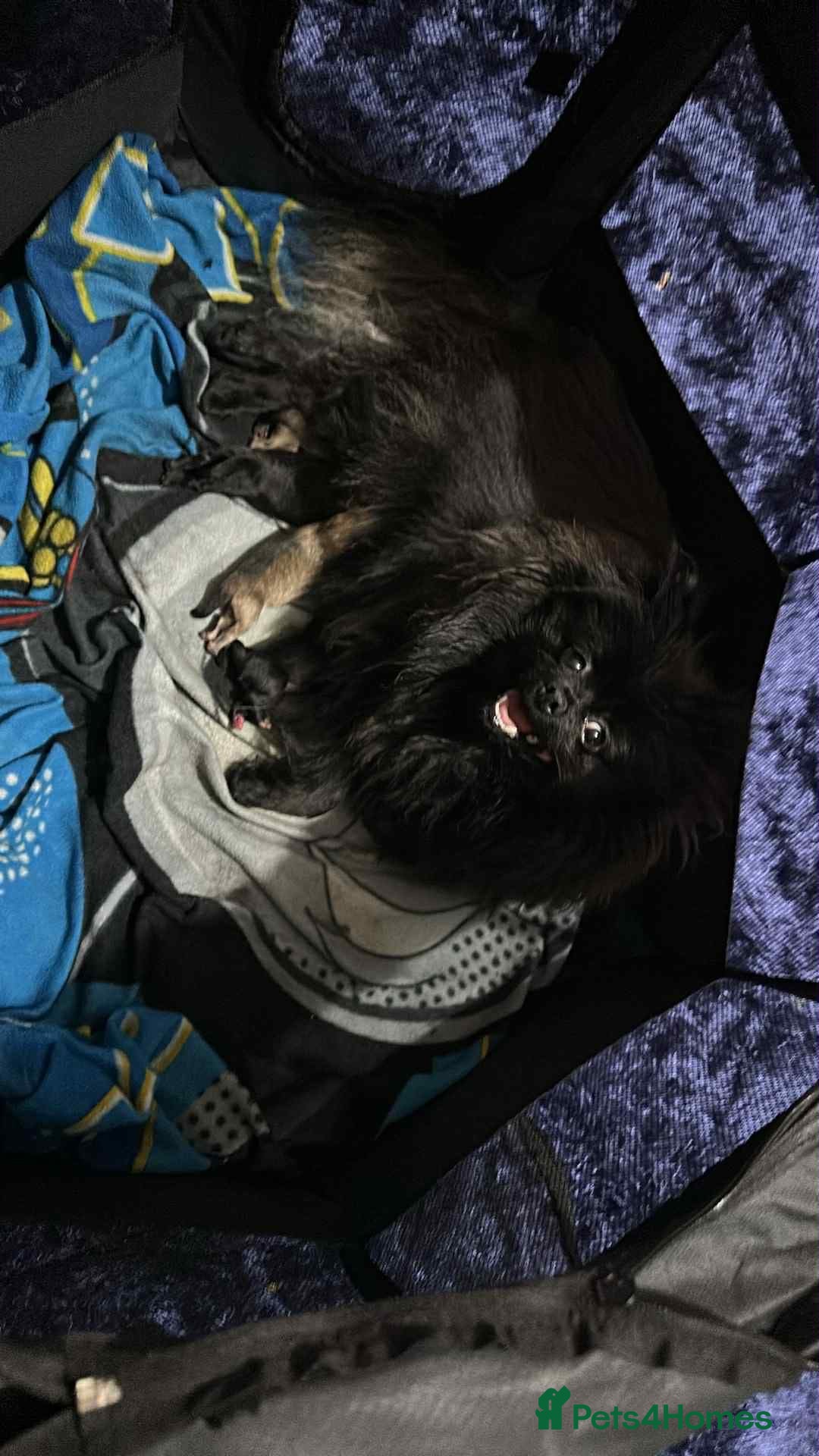 Pomeranian dogs for sale: Toy Pomeranian - Advert 2