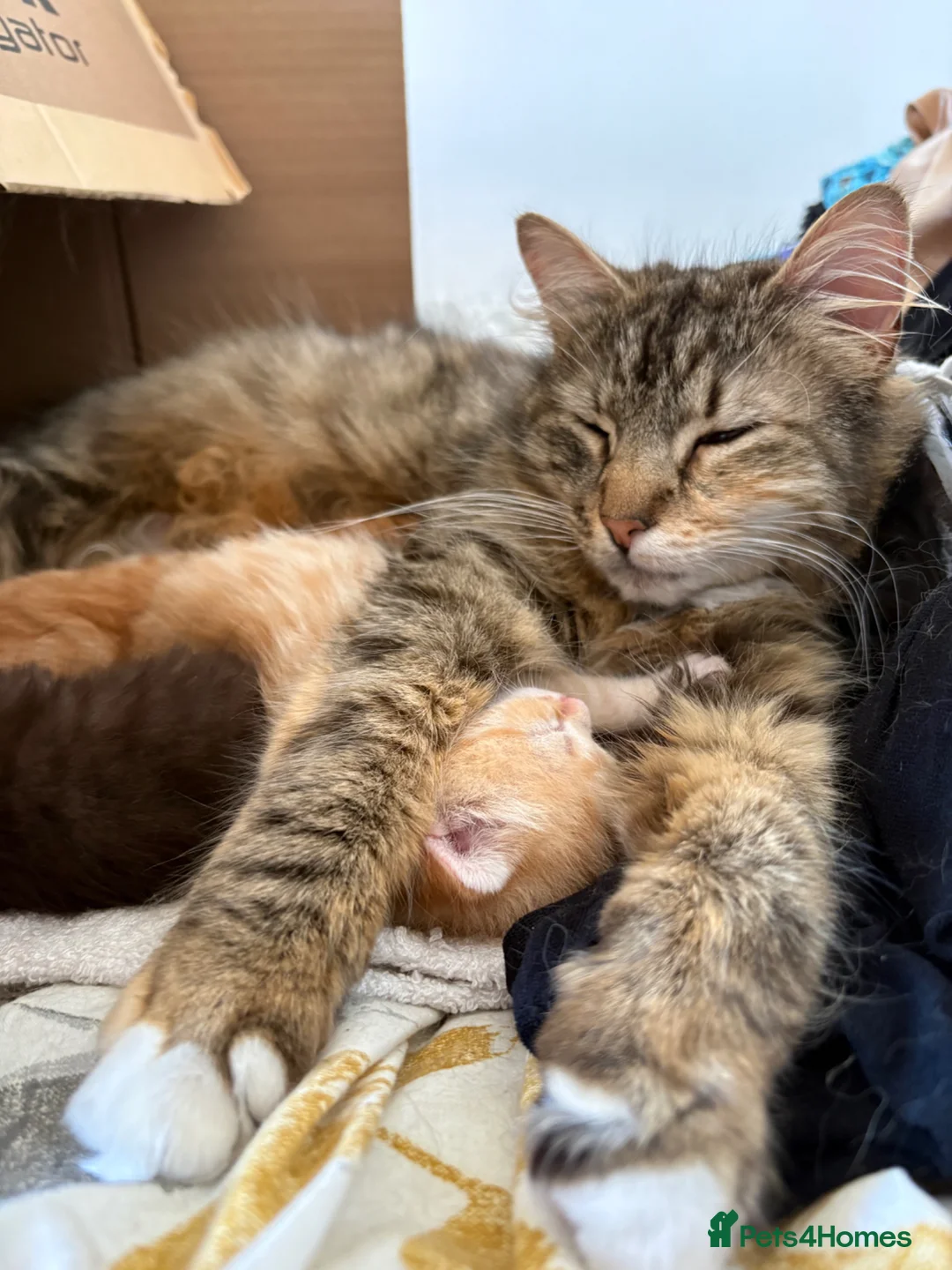 Mixed Breed cats for sale: Mixed Maine Coon fur babies  - Advert 2