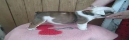 English Bulldog dogs for sale: STUNNING PUPS FROM HEALTH TESTED PARENTS - Advert 12