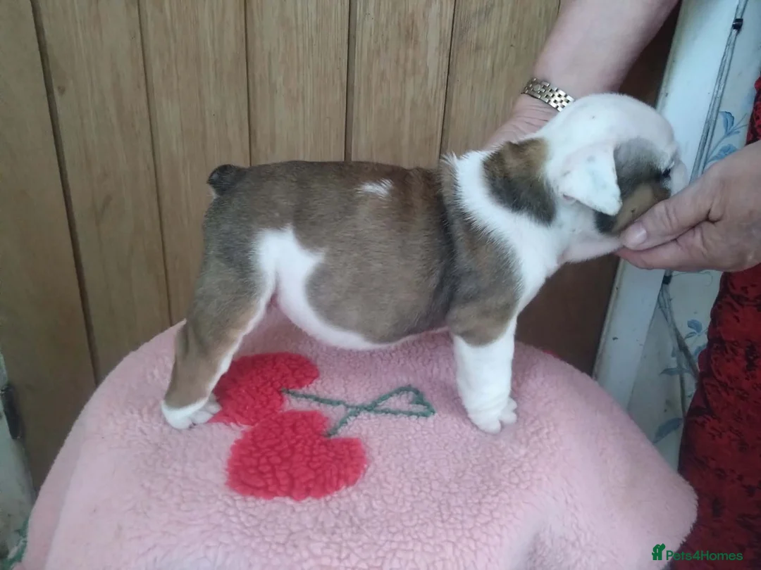 English Bulldog dogs for sale: STUNNING PUPS FROM HEALTH TESTED PARENTS - Advert 12