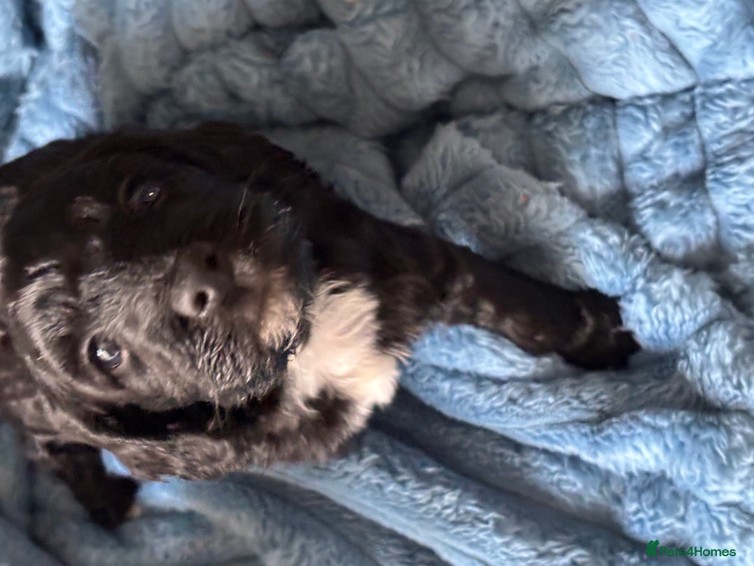 Cockapoo dogs for sale: 1 male black and white cockapoo left for sale - Image 10