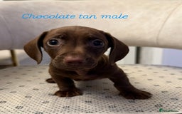 Miniature Dachshund dogs for sale: Miniature dachshund  - Image 3
