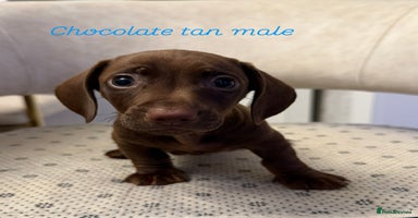 Miniature Dachshund dogs - Advert 6