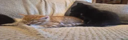 Mixed Breed cats for sale: 5 mixed breed kittens available - Advert 11