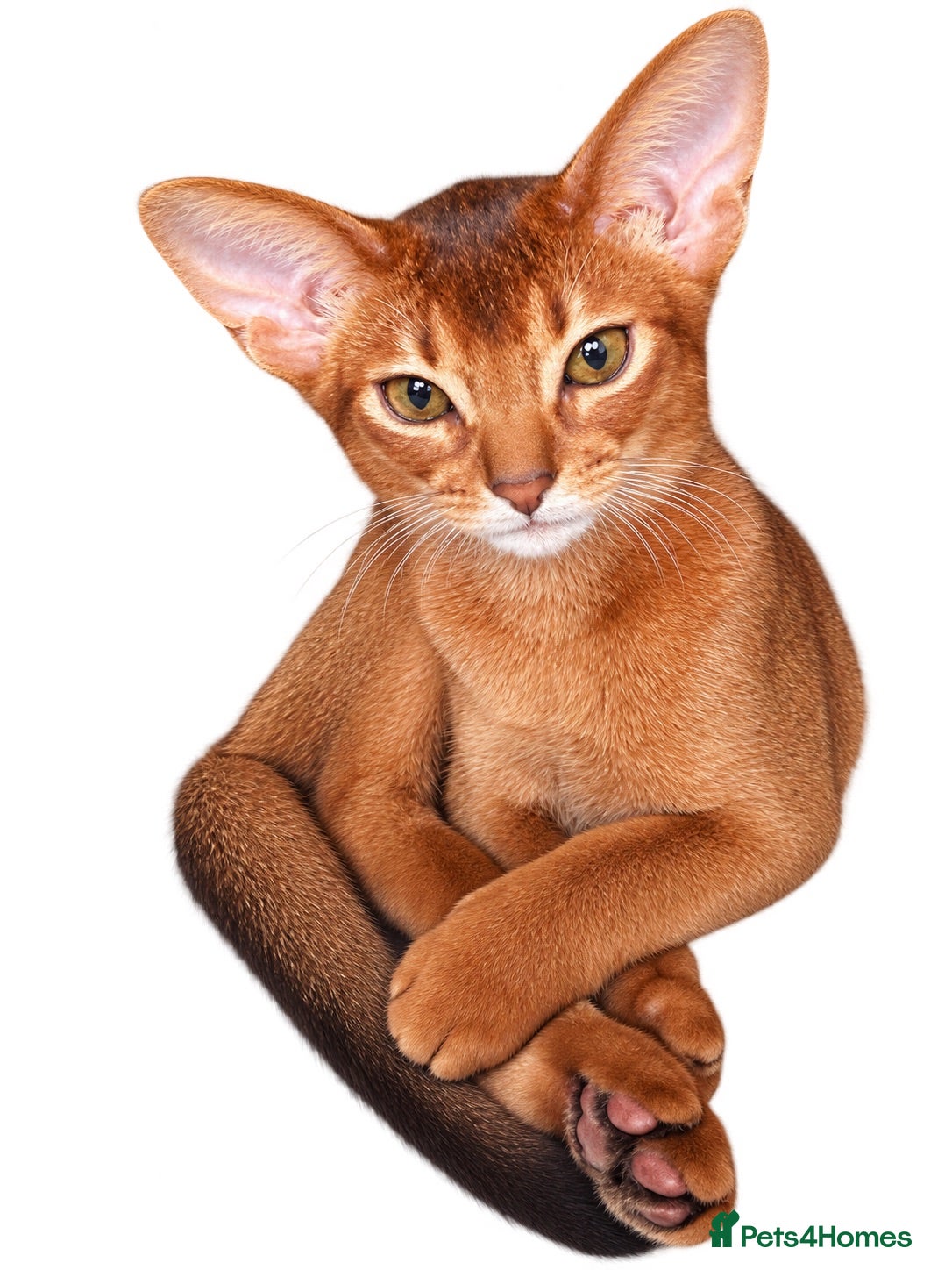 Abyssinian cats Pure Abyssinian 🌸Ready for New Home - Advert 1