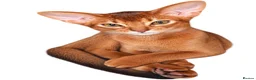Abyssinian cats for sale: Pure Abyssinian 🌸 - Advert 5