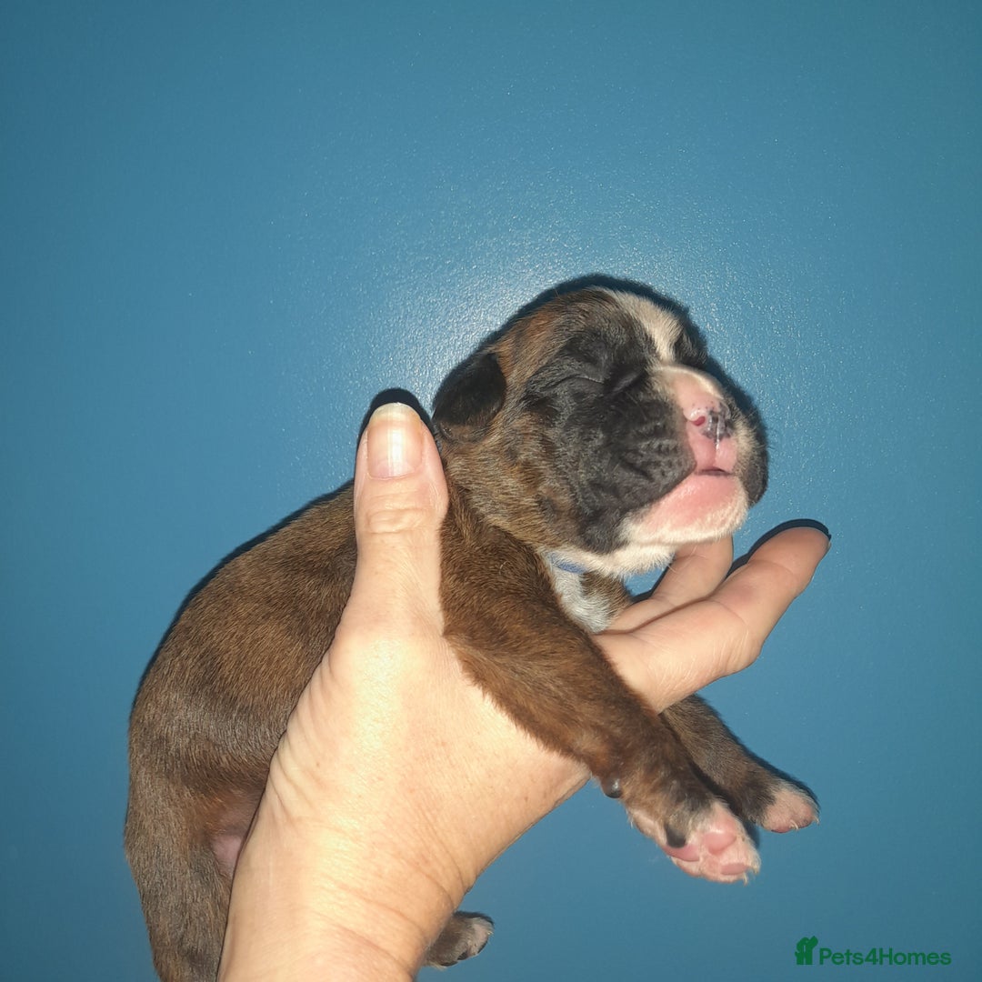 Boxer dogs for sale: Beautiful/Stunning Pedigree Boxer Puppies  - Image 2