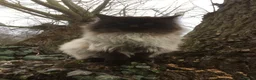 Ragdoll cats for sale: Kittens for sale - Advert 3