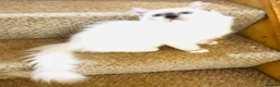Ragdoll cats for sale: ❤️ Very special homes needed GCCF RAGDOLLS  - Advert 7