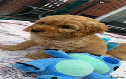 Cockapoo dogs for sale: Ready to go forever home one girl left  - Image 5