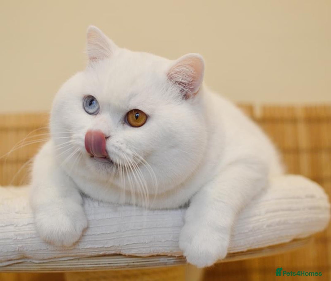 British Shorthair cats for stud: 🐾White Odd Eye Boy for stud only🐾 - Advert 2