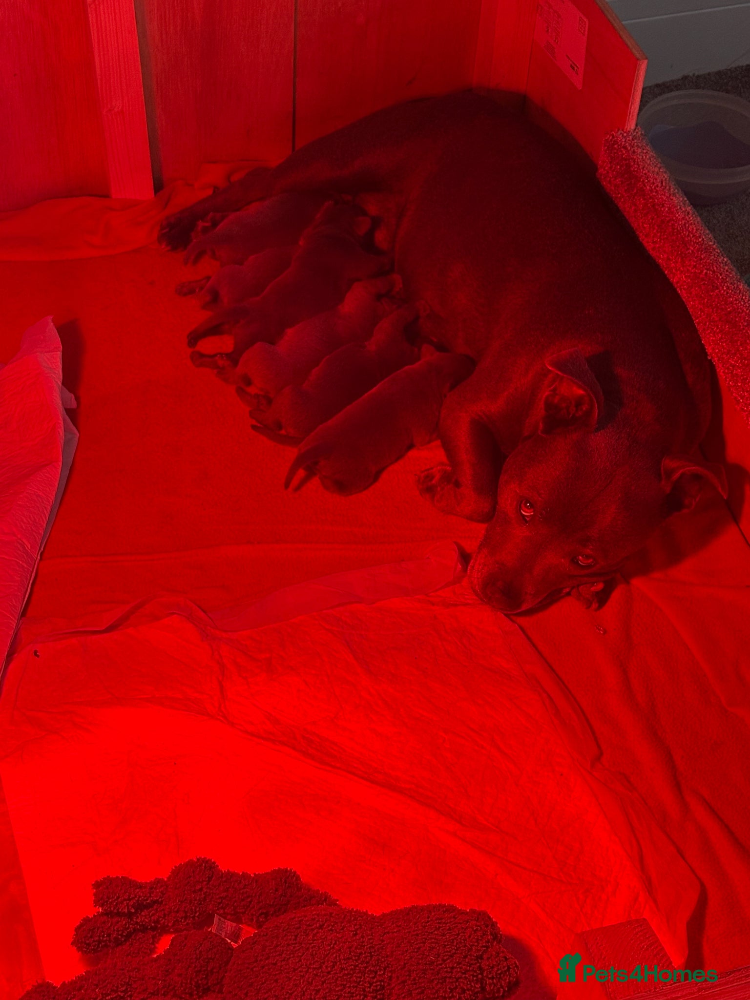 Staffordshire Bull Terrier dogs for sale: KC Registered Blue & Lilac Staffy Puppies 🐾 - Advert 8