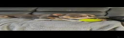 Mixed Breed dogs for sale: Bully cross puppies  - Advert 1
