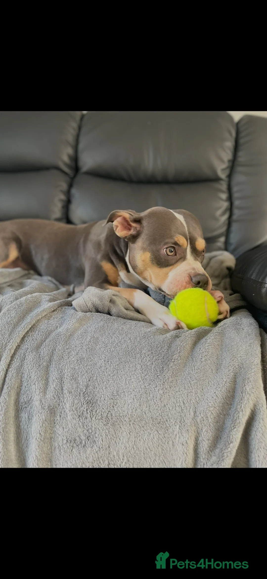 Mixed Breed dogs for sale: Bully cross puppies  - Advert 1