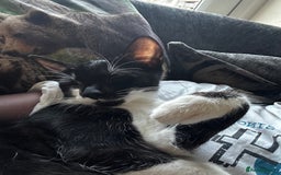 Mixed Breed cats for sale: Gorgeous Black + White Tuxedo 🇬🇧 Shorthair Mix - Image 1