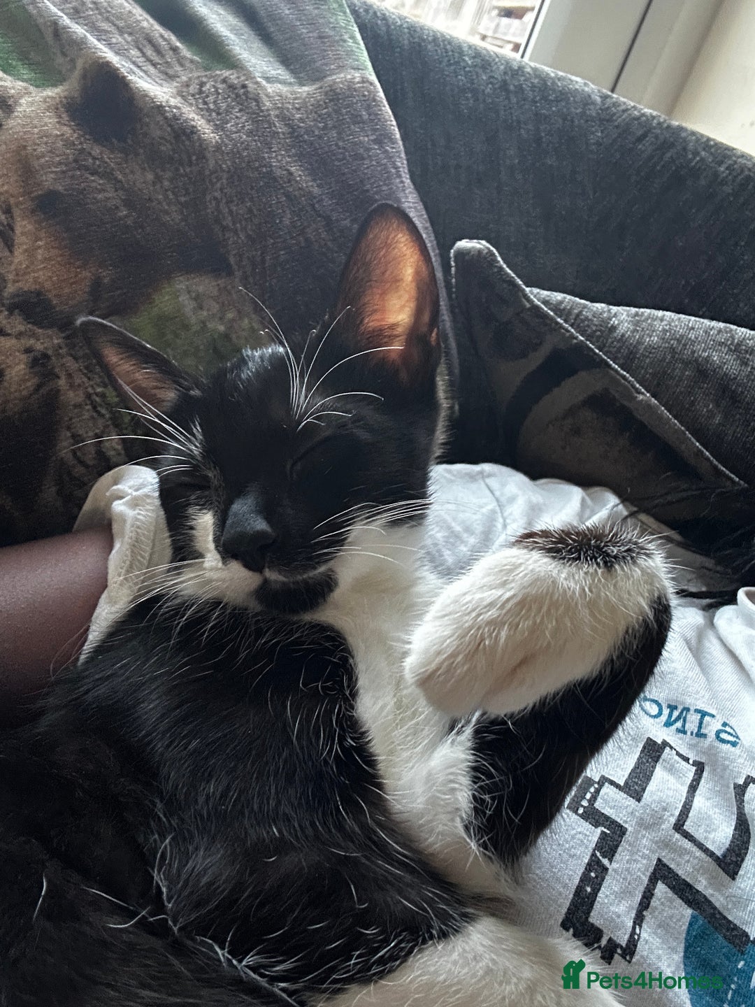 Mixed Breed cats for sale: Gorgeous Black + White Tuxedo 🇬🇧 Shorthair Mix - Image 1